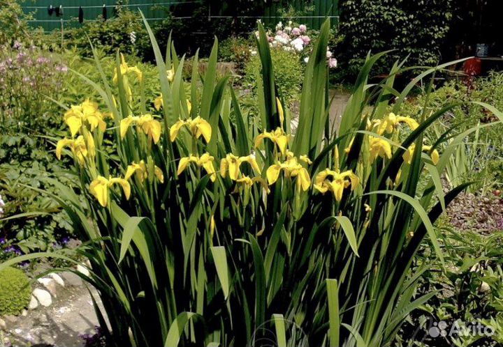 Ирис болотный