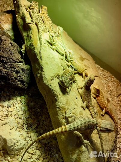 Бородатая агама