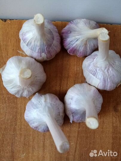 Озимый сортовой чеснок