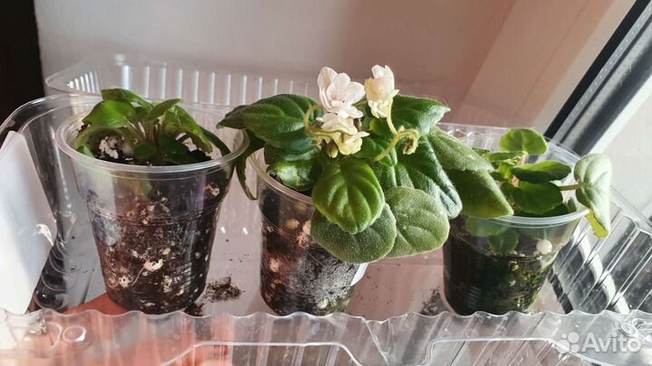 Фиалка трейлер