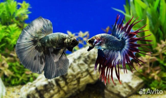 Бойцовая рыбка. Петушок самец