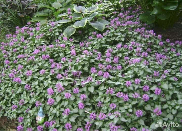 Яснотка почвопокровная многолетняя