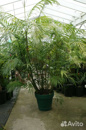 Пальма хамедорея элегантс