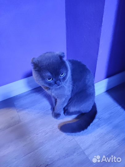 Шотландский кот вязка