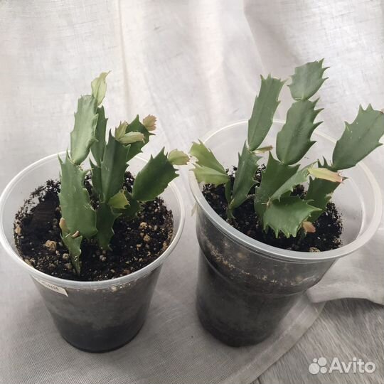 Декабрист ярко-розовый