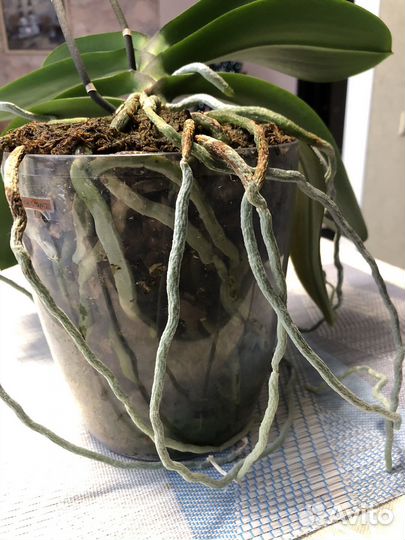 Орхидея фаленопсис Фуллер Сансет