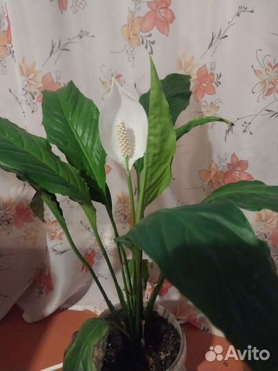 Спатифиллум