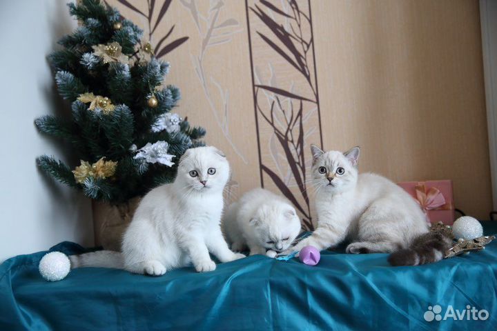 Котик