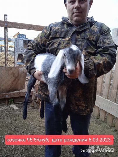 Дойная коза, козёл на племя, козлята Нубийские