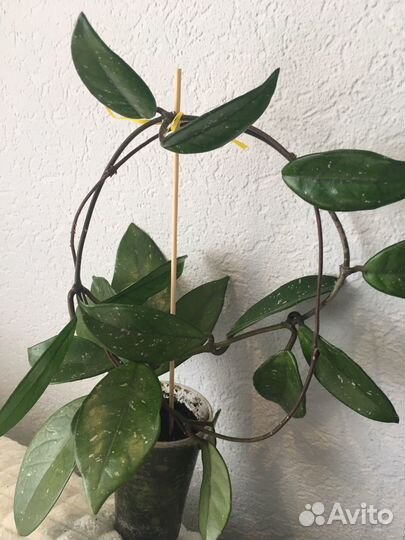 Карноза Молодые саженцы