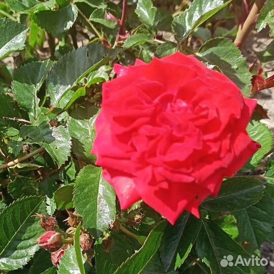 Срезка луковицы