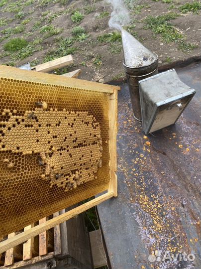 Пчелы бурзянские