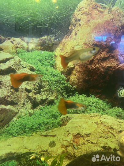 Рыбки гуппи