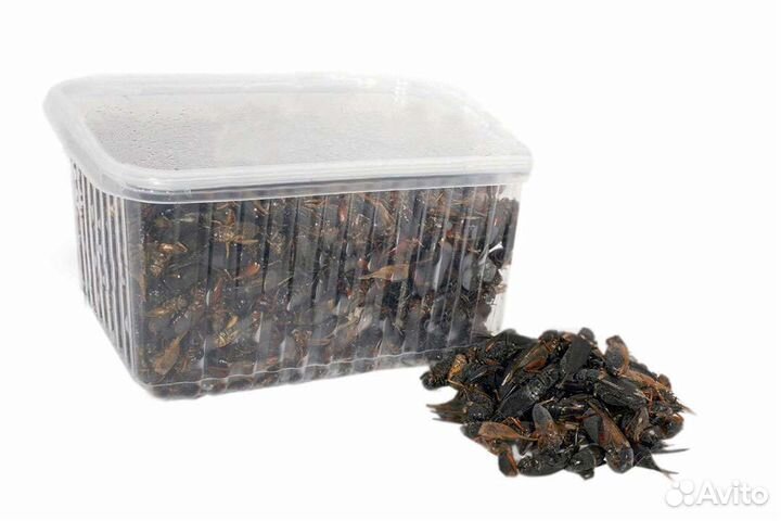 Кормовые насекомые, сверчки, тараканы