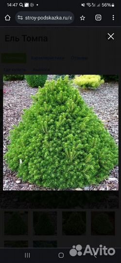 Ель обыкновенная Томпа 10-20 см