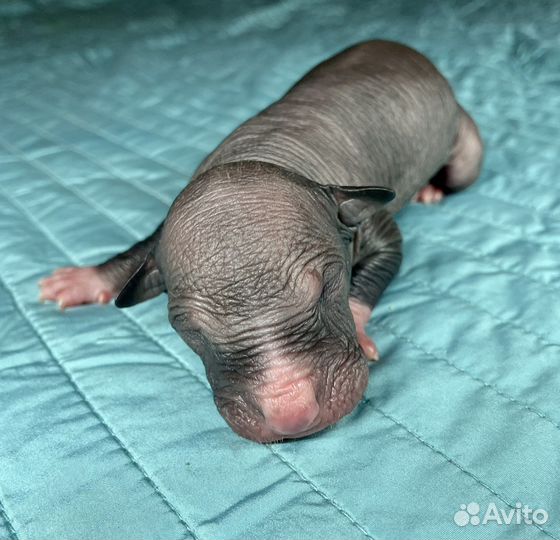 Ксолоитцкуинтли стандарт