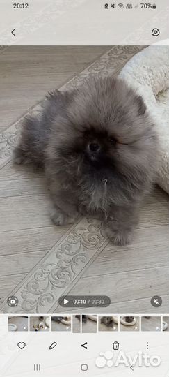 Настоящий мини мишка