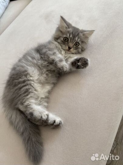 Котенок мальчик в добрые руки