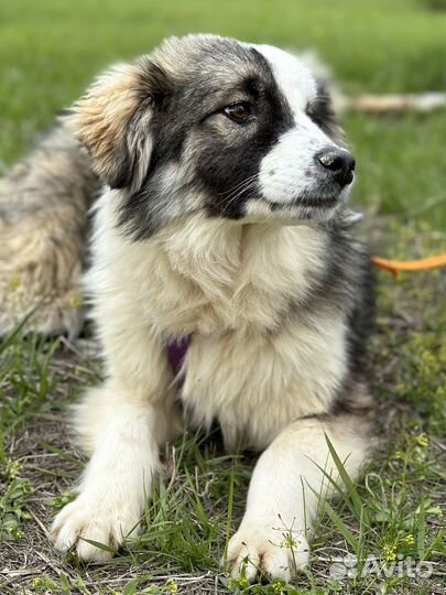 Собака из приюта