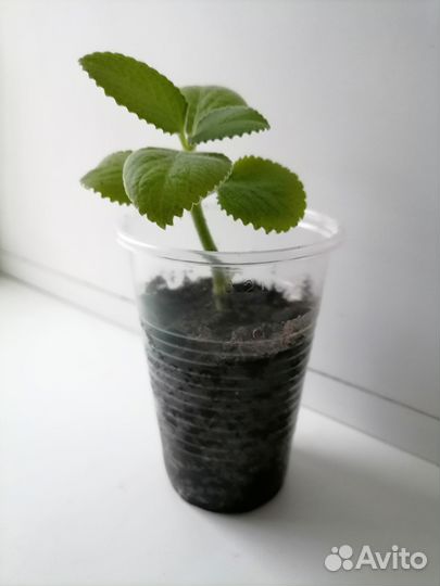 Комнатная мята (плектрантус)