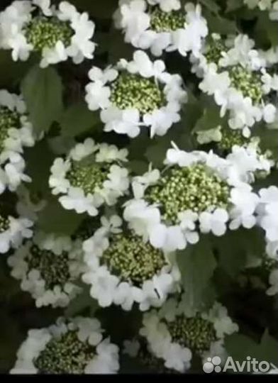 Саженцы калины