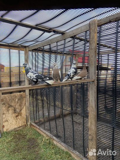 Андижанские голуби