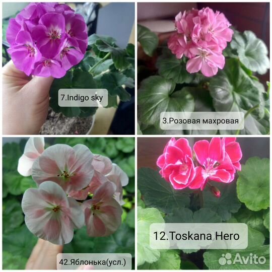 Сортовые пеларгонии