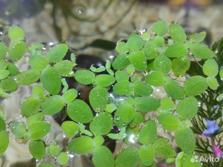 Нимфея тигровая красная, Пистия