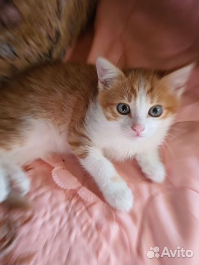 Котенок в дар в хорошие руки