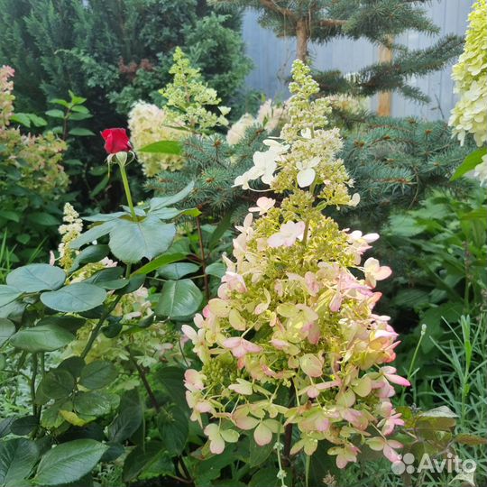 Гортензия метельчатая