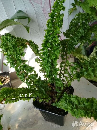 Разные Папоротники