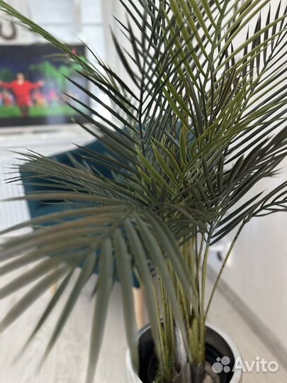 Финиковая пальма