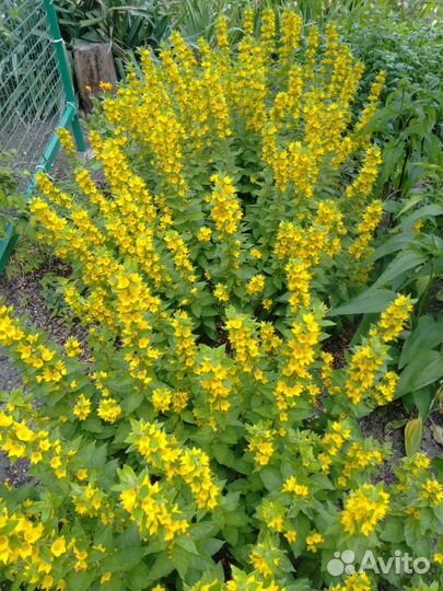 Лилейник,хоста, традисканция, ромашка жёлтая и т.д