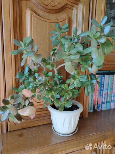 Красула толстянка