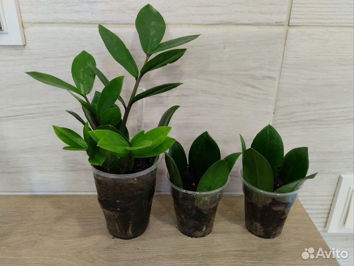 Замиакулькас комнатные растения долларовое дерево