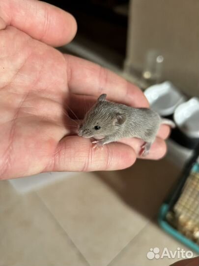 Декоративные мышки