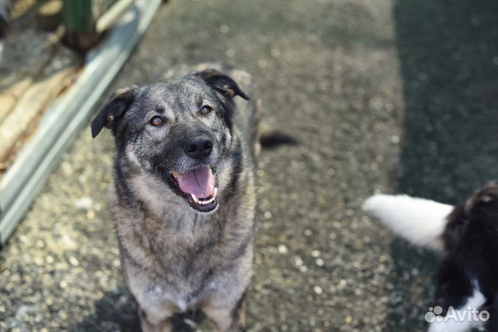 Собака Мышка из приюта в добрые руки бесплатно