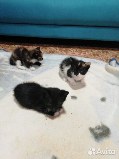 Котята в добрые руки, 5 мес