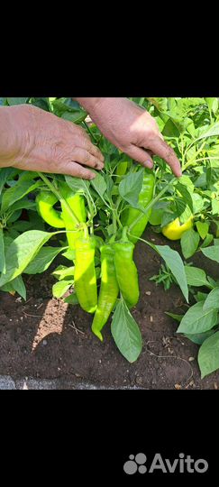 Лук Аллиум декоративный