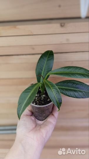 Фикус эластика мелани