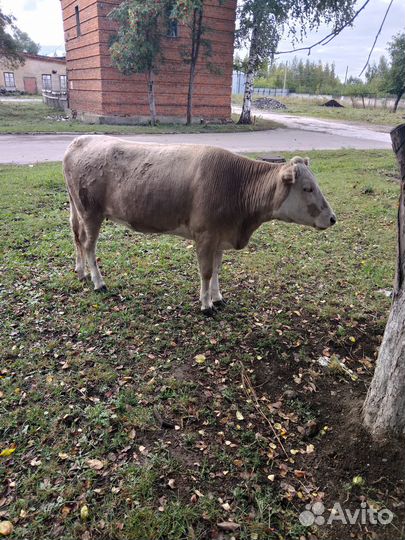 Бычки и телки