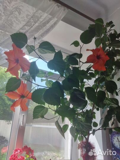 Гибискус китайская роза