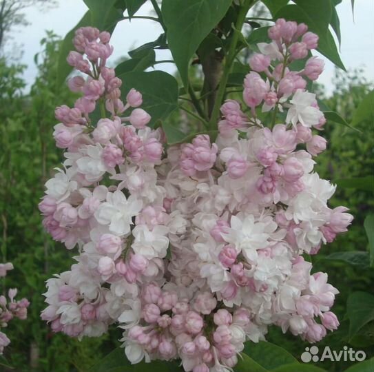 Сирень Красавица Москвы