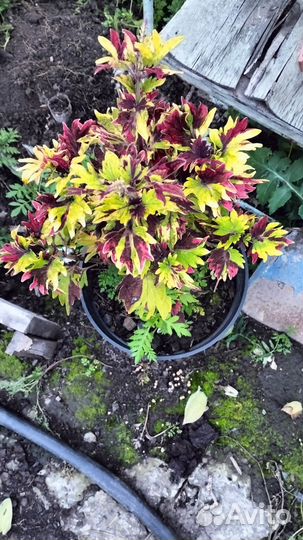 Цветы комнатные