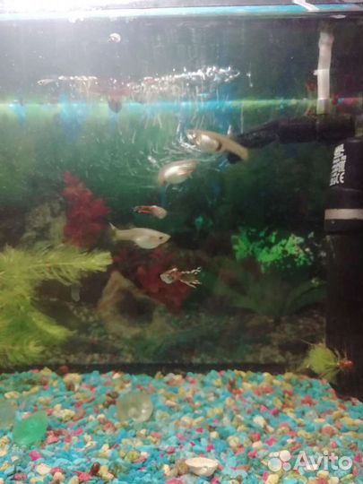 Аквариумные рыбки и креветки