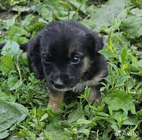 Щенки мальчик и девочки в добрые руки 2мес