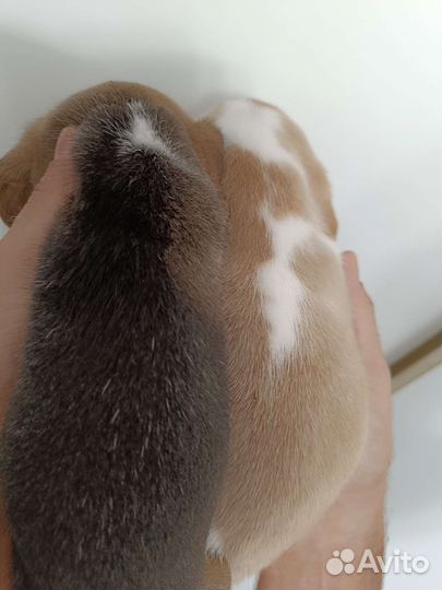 Щеночки бигля