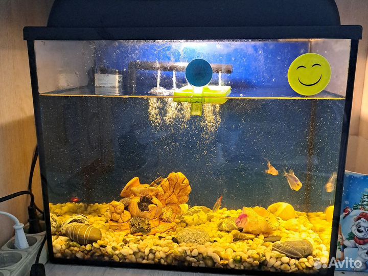 Аквариум с рыбками