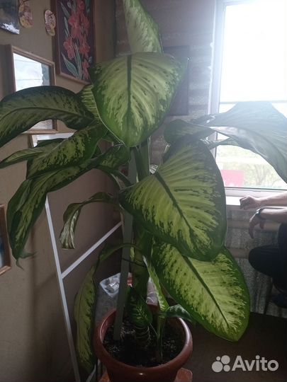 Диффенбахия