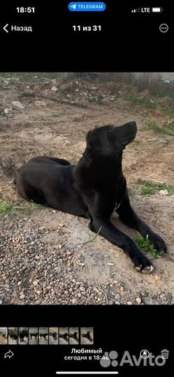 Случка собаки мальтипу